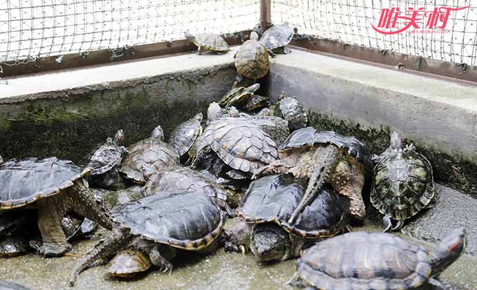 野生动物救助站龟满为患