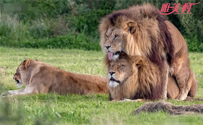 两头雄狮同性交配