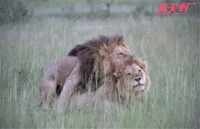 两头雄狮同性交配