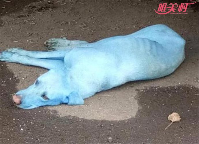 印度污染现蓝色狗