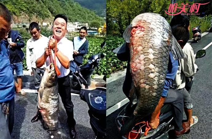 村民捡到60斤青鱼