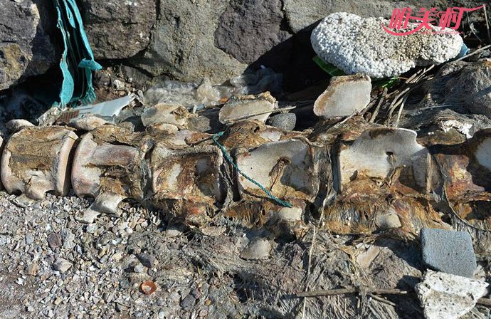青岛海滩巨型遗骸的尾骨