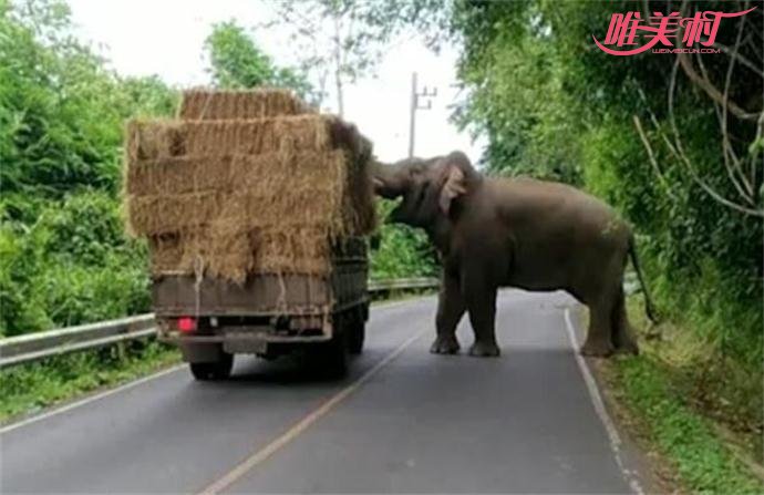 泰国一大象在路边打劫装着干草的货车