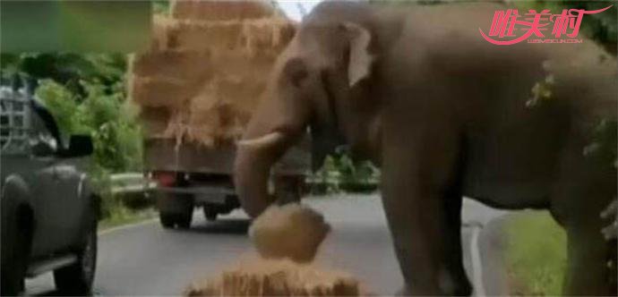 司机趁大象把玩劫来的干草驾车离开现场