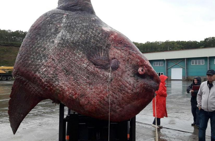 一吨重巨鱼