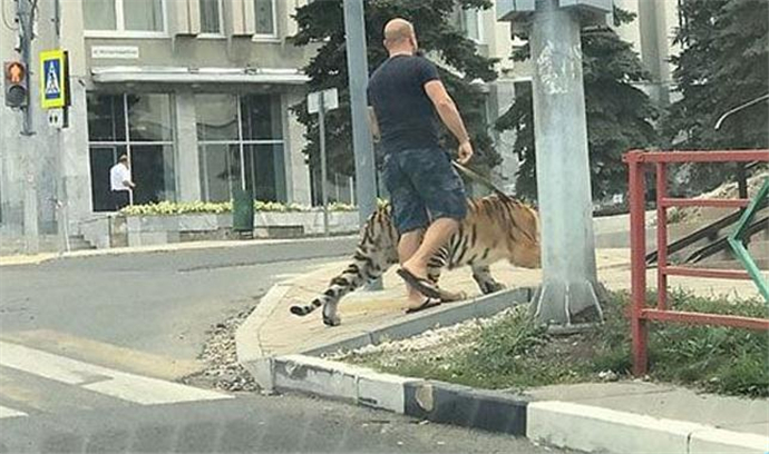 俄男子上街遛老虎