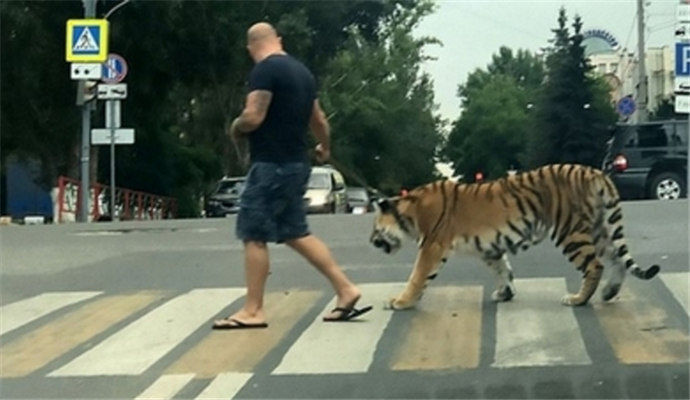 俄男子上街遛老虎
