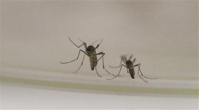 泸州蚊子被热死