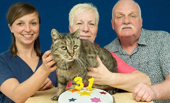 世界最长寿猫去世