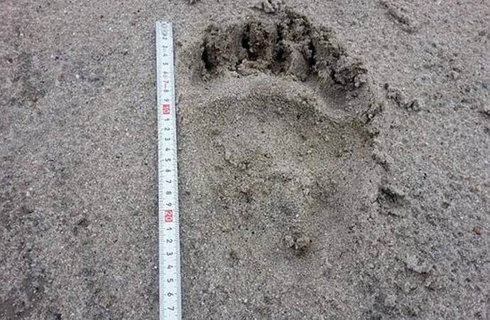 测量棕熊脚印