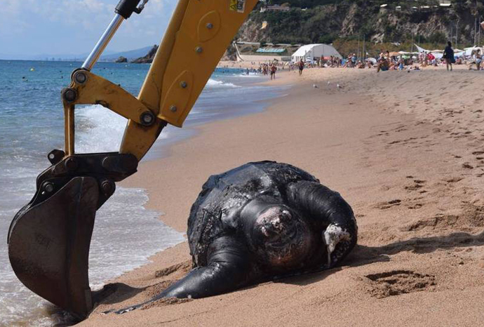 海龟误食塑料死亡