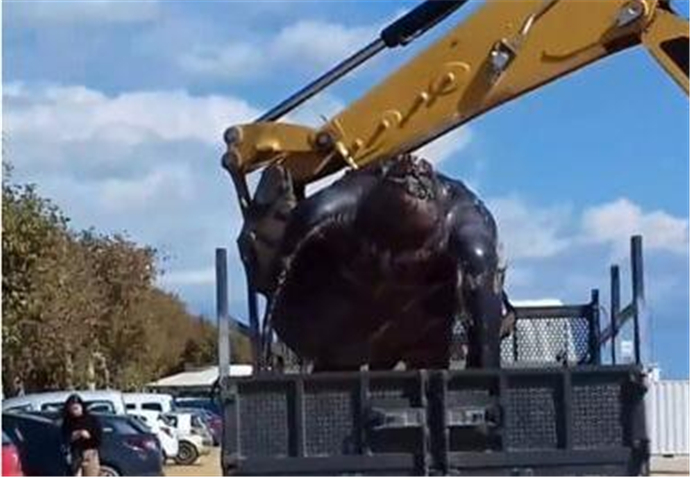 700公斤海龟误食垃圾死亡