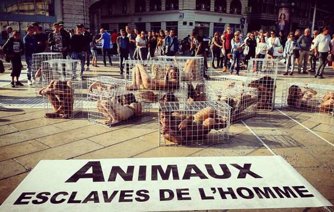 抗议滥杀动物