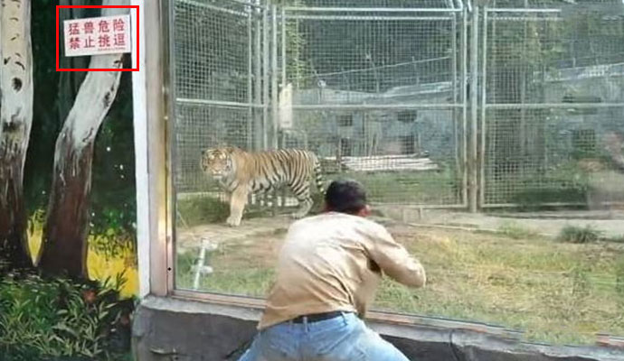 男子动物园里挑逗老虎