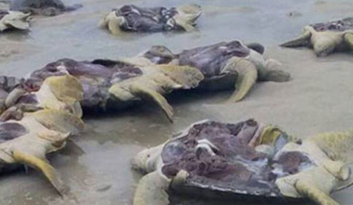 海龟遭剖腹取卵后丢海滩