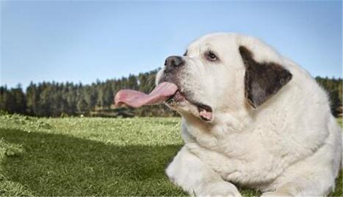 狗狗舌头长18厘米