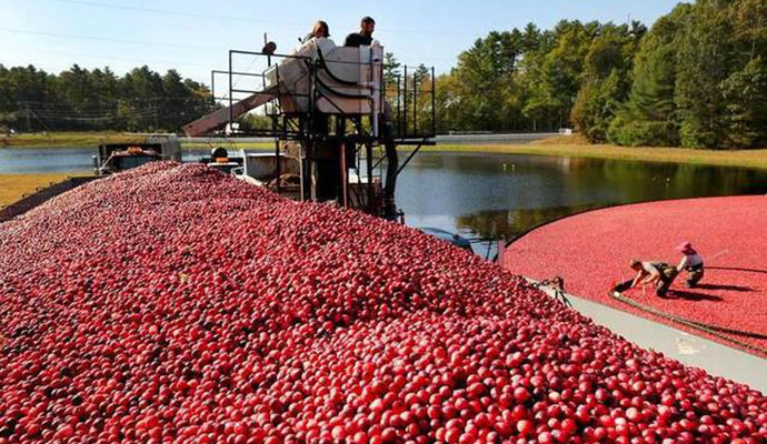 美国工人收蔓越莓
