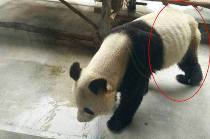 大熊猫变瘦