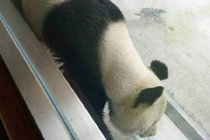 大熊猫成皮包骨