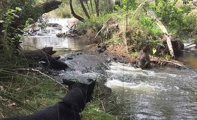 澳洲壮硕袋鼠溪中洗澡