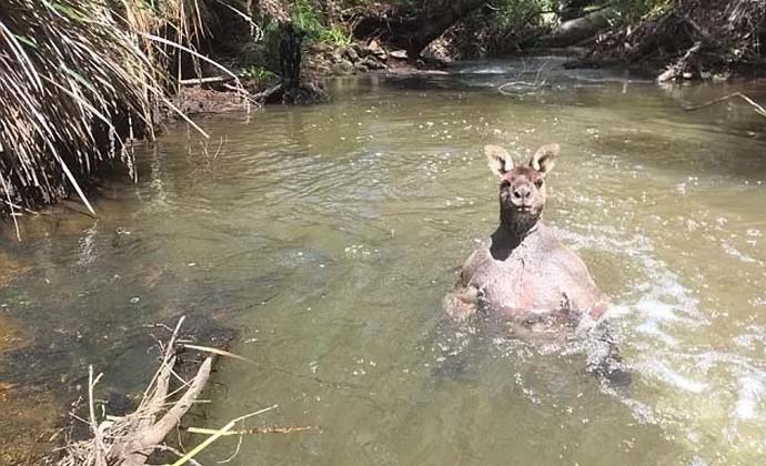 澳洲壮硕袋鼠溪中洗澡
