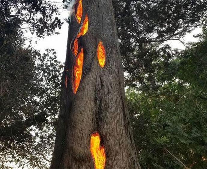 大树从内部燃烧