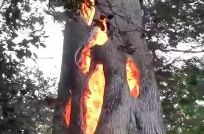大树从内部燃烧图片