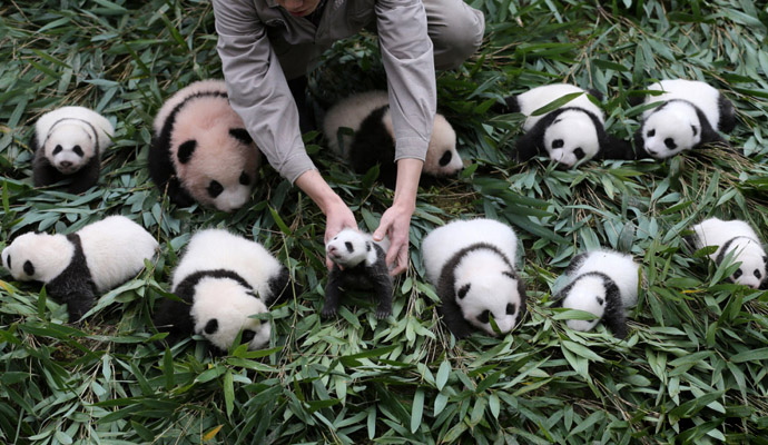 熊猫宝宝集体出街,熊猫宝宝,大熊猫