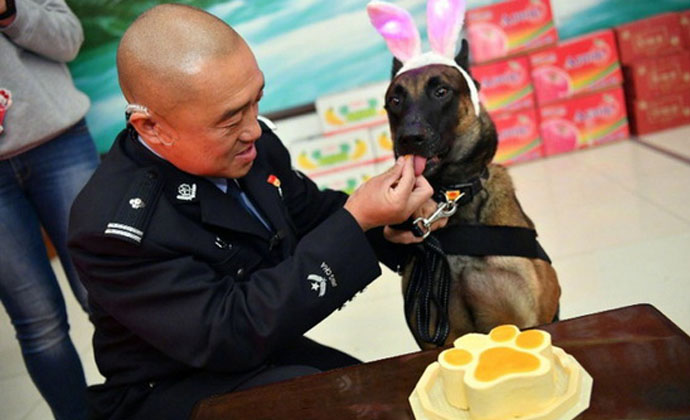 警犬集体过生日