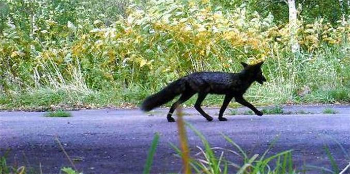 北海道现罕见黑狐