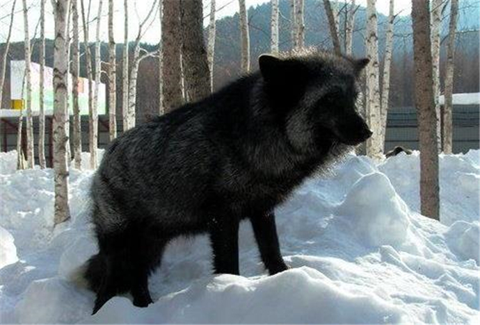 北海道现罕见黑狐