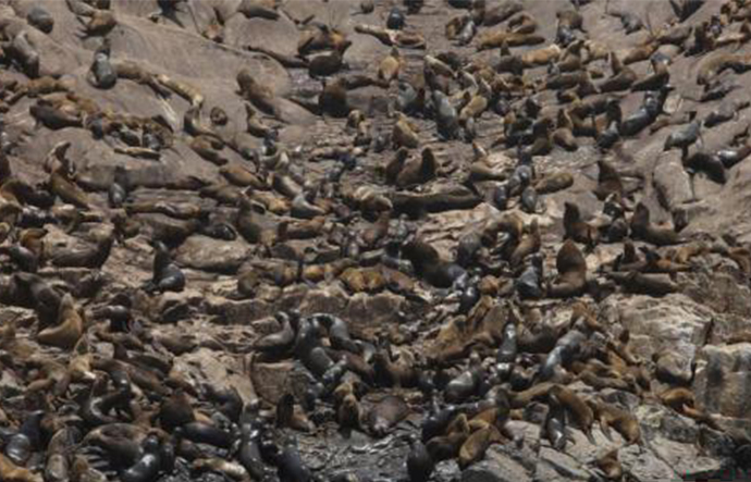 贝加尔湖死海豹