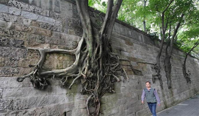重庆石墙上长出数棵树