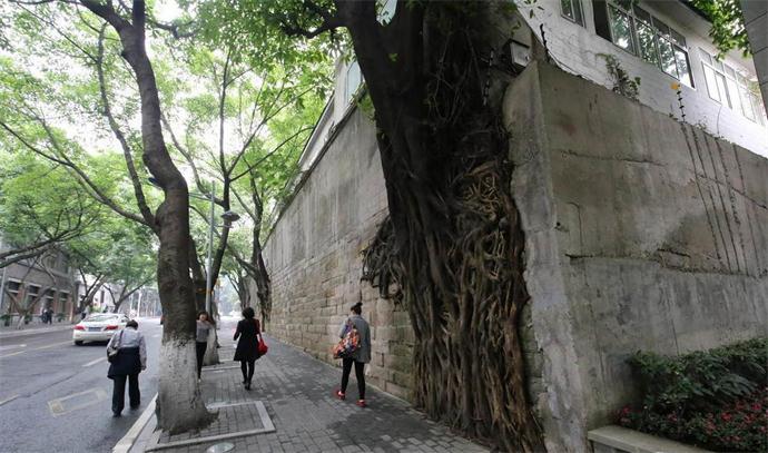 重庆石墙上长出数棵树