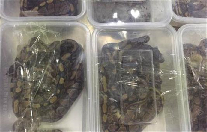 海关截获17条活体蛇