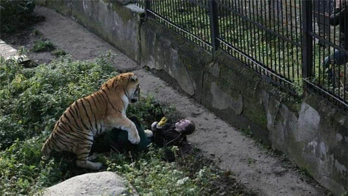 老虎攻击女饲养员