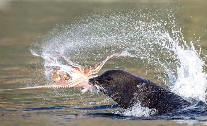 海豹撕碎章鱼惊险画面