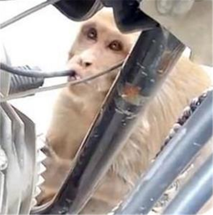 猴子专偷喝摩托车油