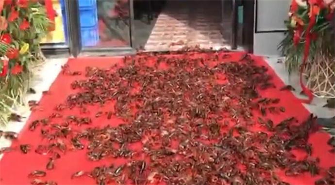 400斤龙虾走红毯图片