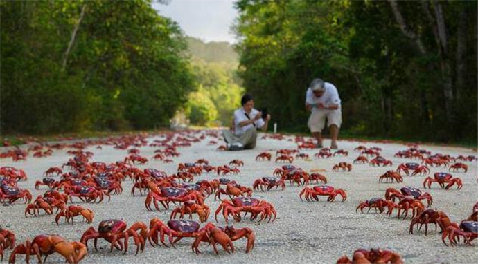 数百万红蟹横行
