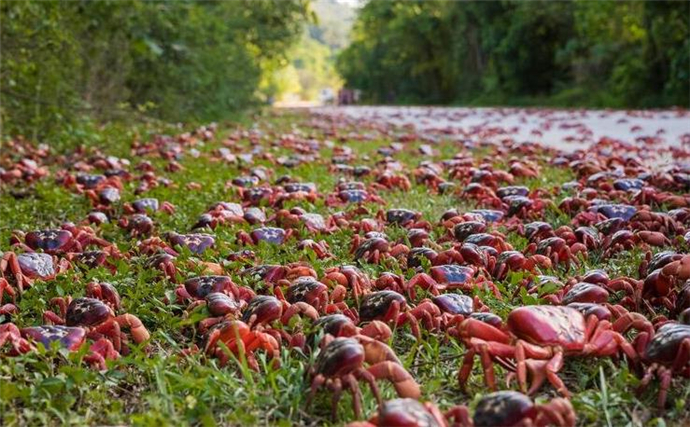 数百万红蟹横行