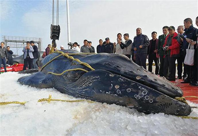 不幸死亡的座头鲸的尸体