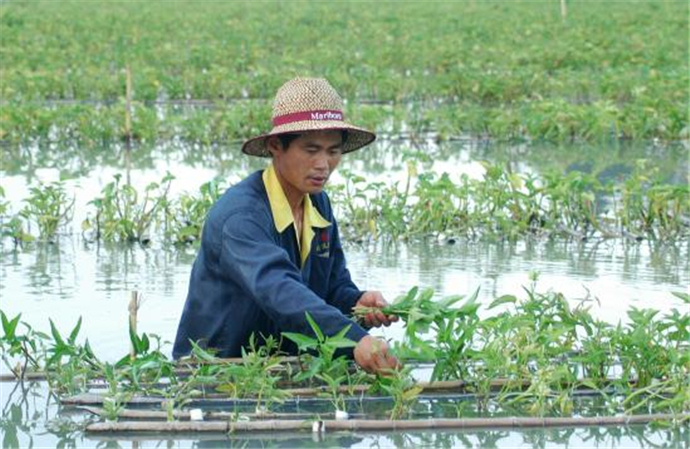 农民巧手打造水上花园 水上种菜已经获得了国家专利