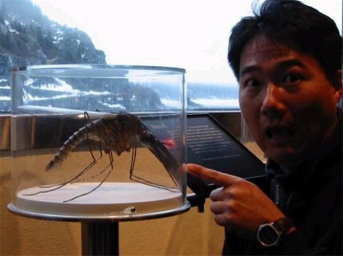 最大的蚊子