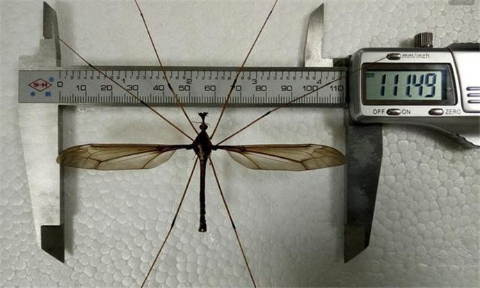 最大的蚊子