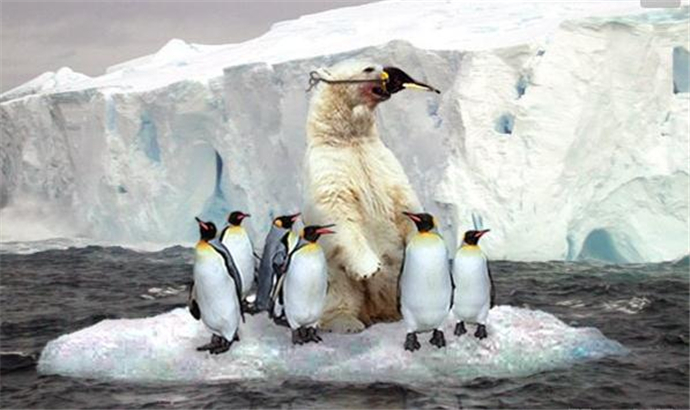 北极熊不吃企鹅