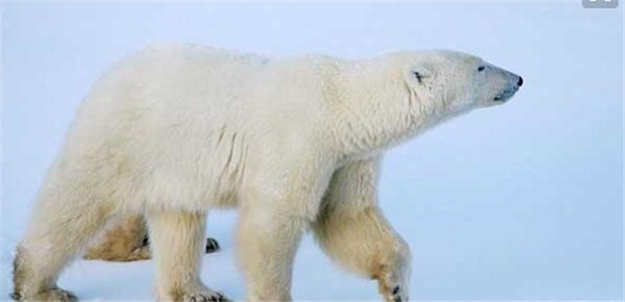 北极熊不吃企鹅