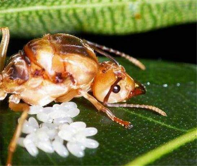 蚁后是怎么产生的 世界上最大的白蚁蚁后真容