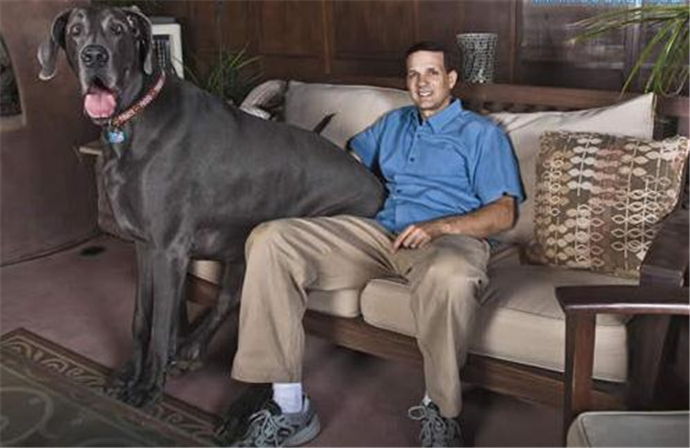世界上最大的狗大乔治