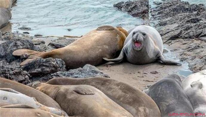 海豹集体午睡